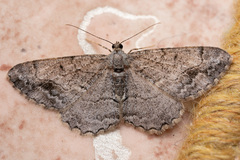 Alcis repandata