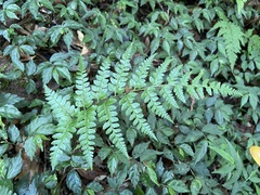Athyrium silvicola