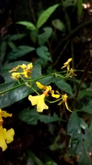 Oncidium tenuipes