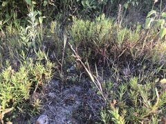 Gratiola officinalis