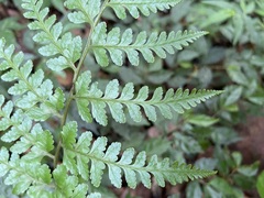 Athyrium silvicola