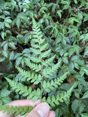 Athyrium silvicola