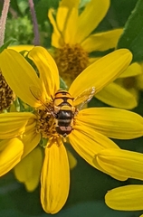 Eristalis transversa