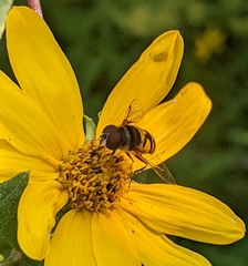 Eristalis transversa