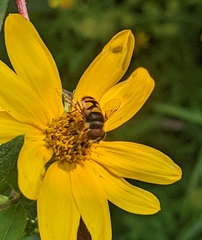 Eristalis transversa