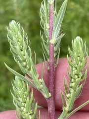 Bassia scoparia