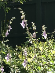 Pedaliaceae