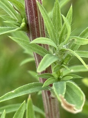 Bassia scoparia
