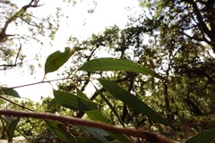 Eucalyptus cephalocarpa