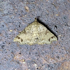 Lithilaria proestans