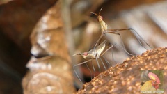 Gymnonerius ceylanicus