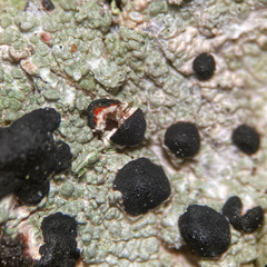 Mycoblastus sanguinarioides