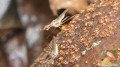 Gymnonerius ceylanicus