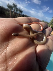 Tantilla