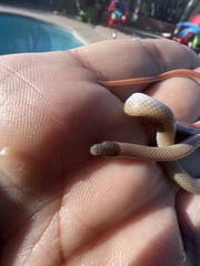 Tantilla