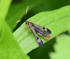 Synanthedon acerrubri
