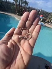 Tantilla