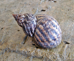Littoraria scabra
