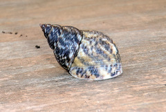 Littoraria scabra