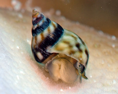 Littoraria undulata