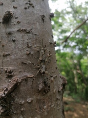 Ancistrocercus circumdatus