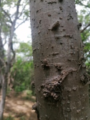 Ancistrocercus circumdatus