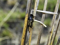 Macrosiagon pectinata