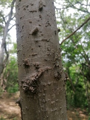 Ancistrocercus circumdatus