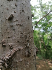 Ancistrocercus circumdatus