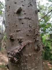 Ancistrocercus circumdatus