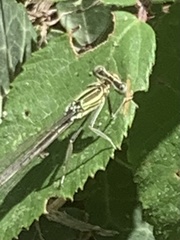 Platycnemis pennipes