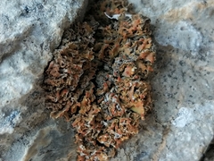 Xanthaptychia contortuplicata