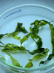 Caulerpa prolifera