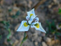 Moraea fergusoniae