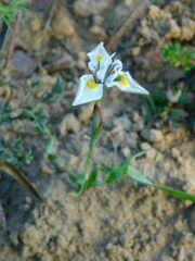 Moraea fergusoniae