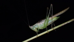 Conocephalus gracillimus