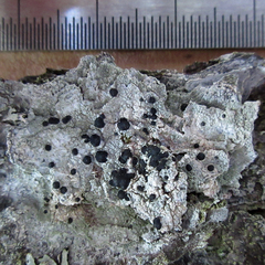 Mycoblastus sanguinarioides