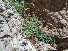 Lamiaceae