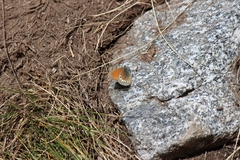 Coenonympha gardetta