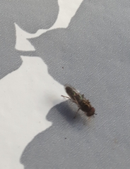 Brachycera