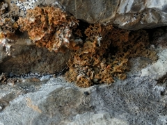 Xanthaptychia contortuplicata