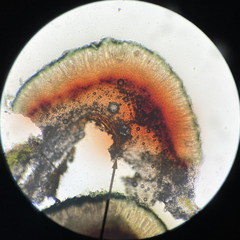 Mycoblastus sanguinarioides