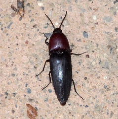Parallelostethus attenuatus