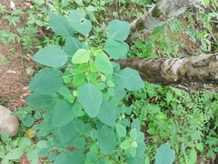 Porophyllum punctatum