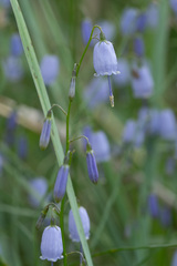 Adenophora stenanthina