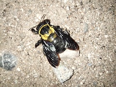 Xylocopa ghilianii