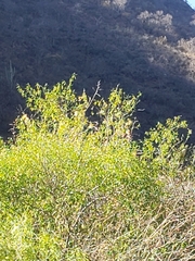 Bolborhynchus