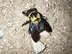 Xylocopa ghilianii