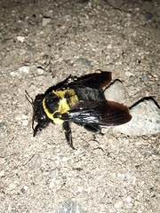 Xylocopa ghilianii