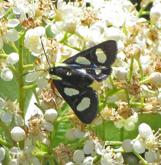 Androloma disparata